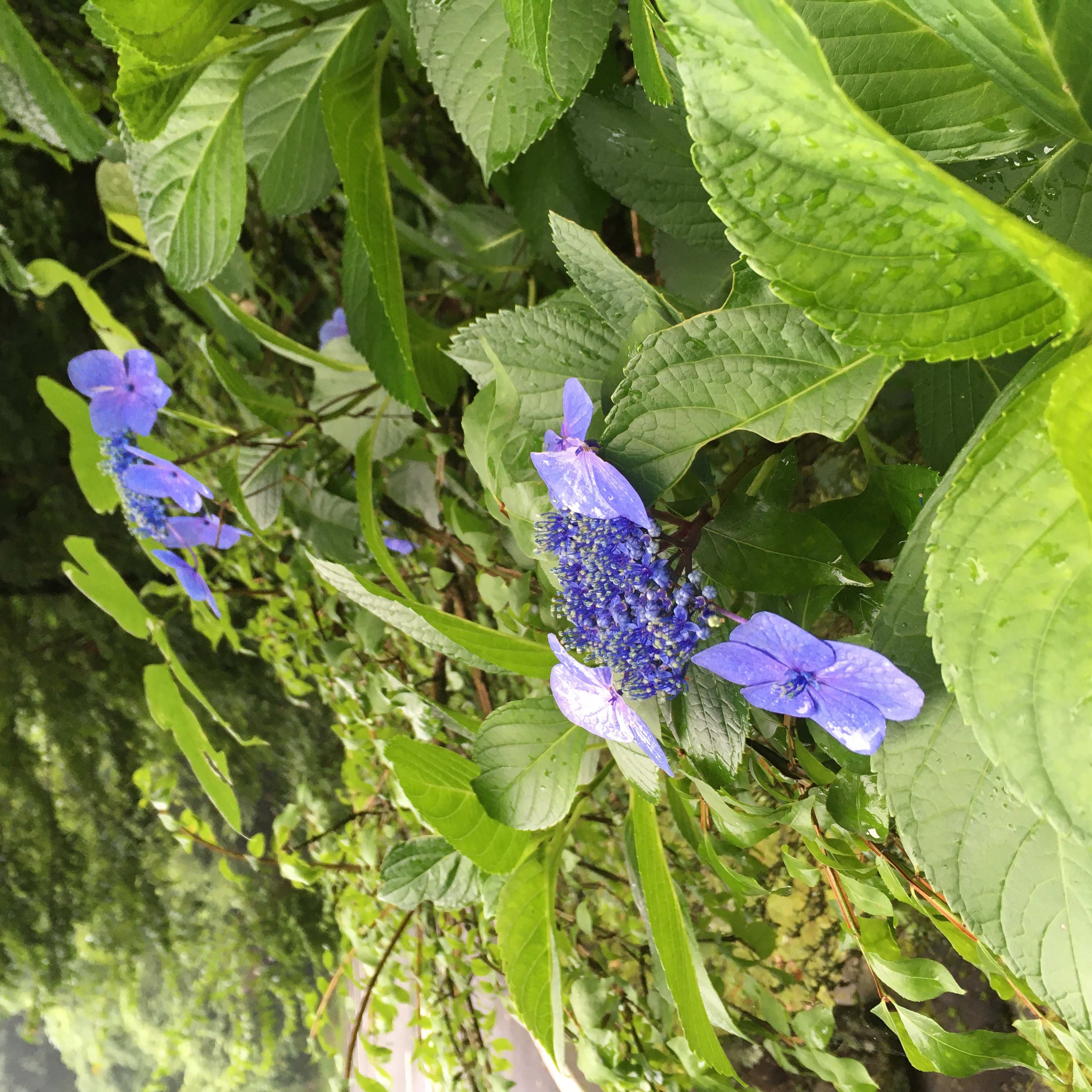 紫陽花イメージ